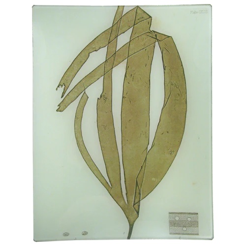 John Derian Seaweed #10 Tray