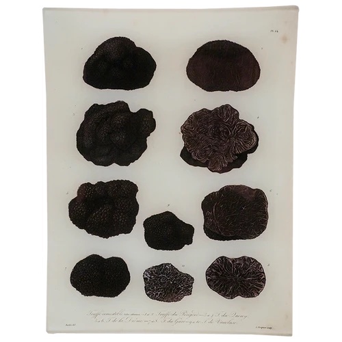 John Derian Truffels Tray